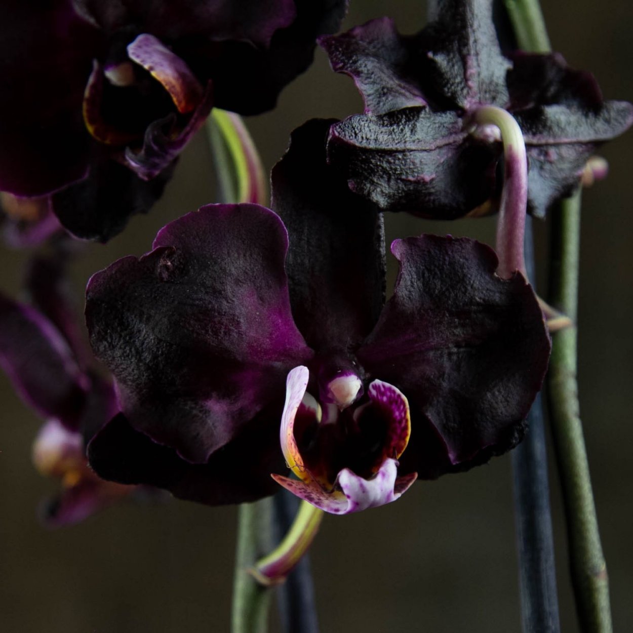 Чёрная Орхидея (Phalaenopsis Black)