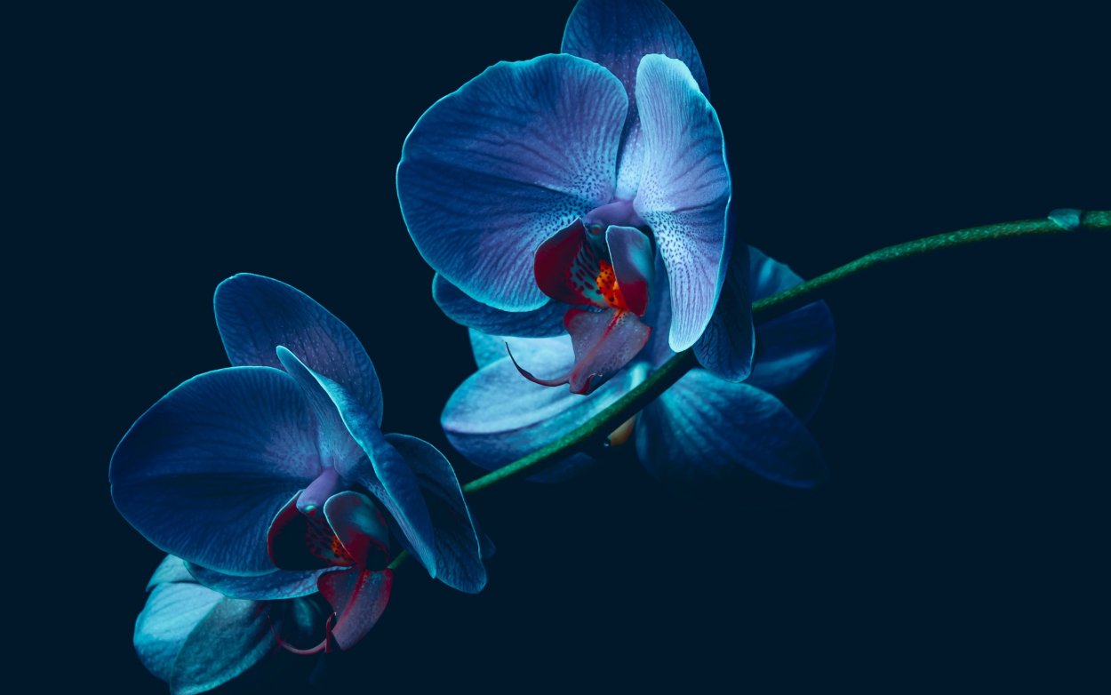 Орхидея Phalaenopsis Dark Cherry