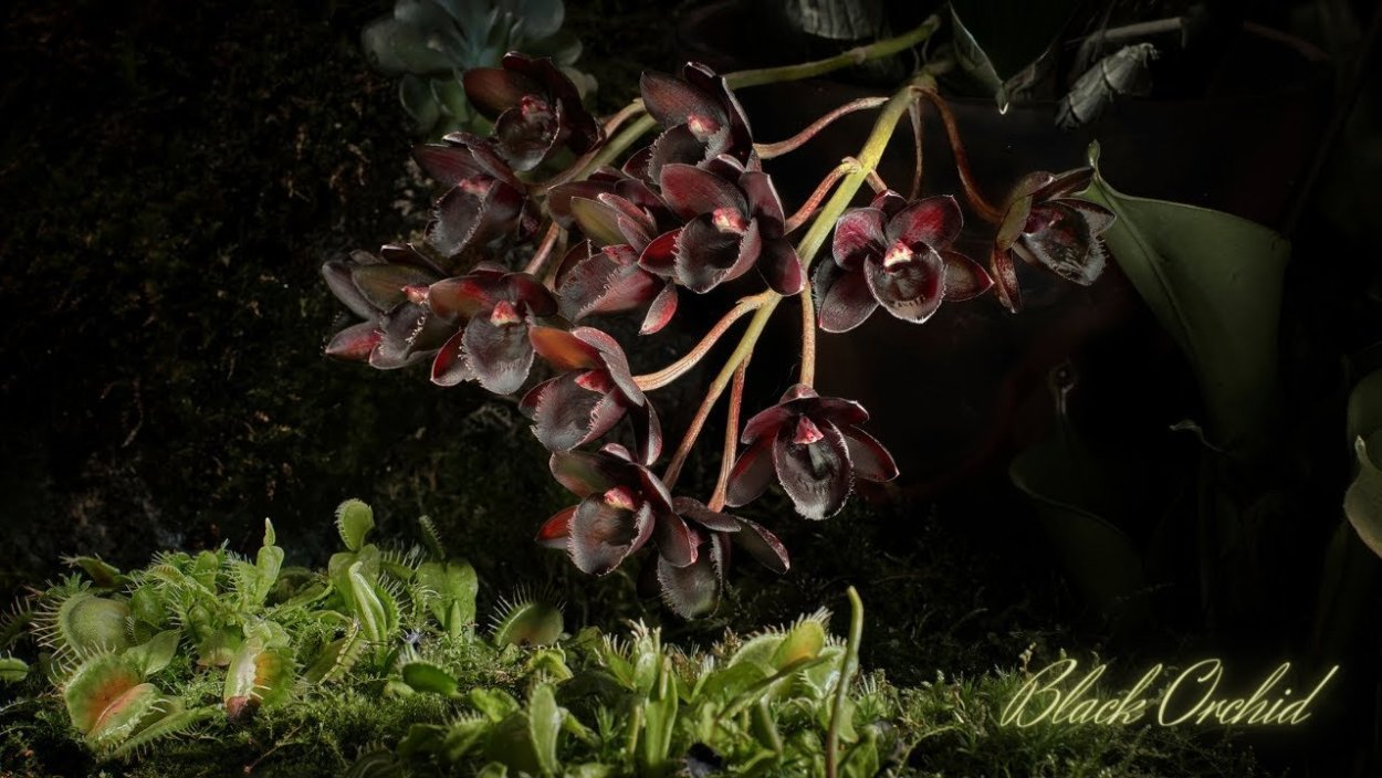 Дракула Горгона Орхидея