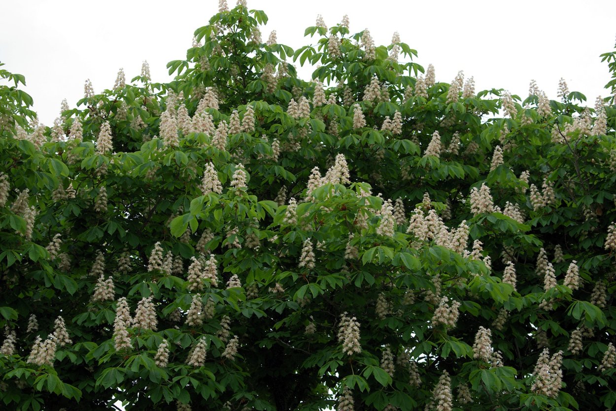 Каштан конский «Fastigiata»