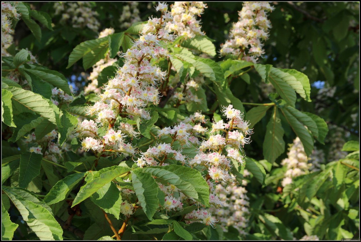 Лавровишня 'Otto Luyken'