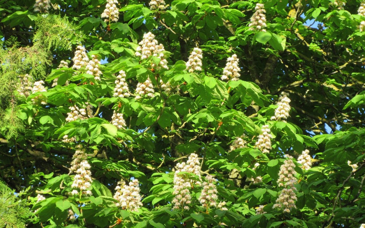 Кустарник Глициния