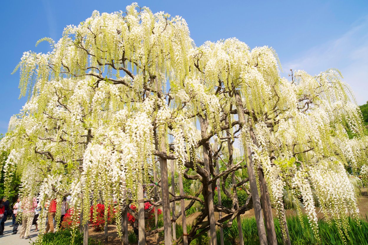 Сумах оленерогий Rhus typhina