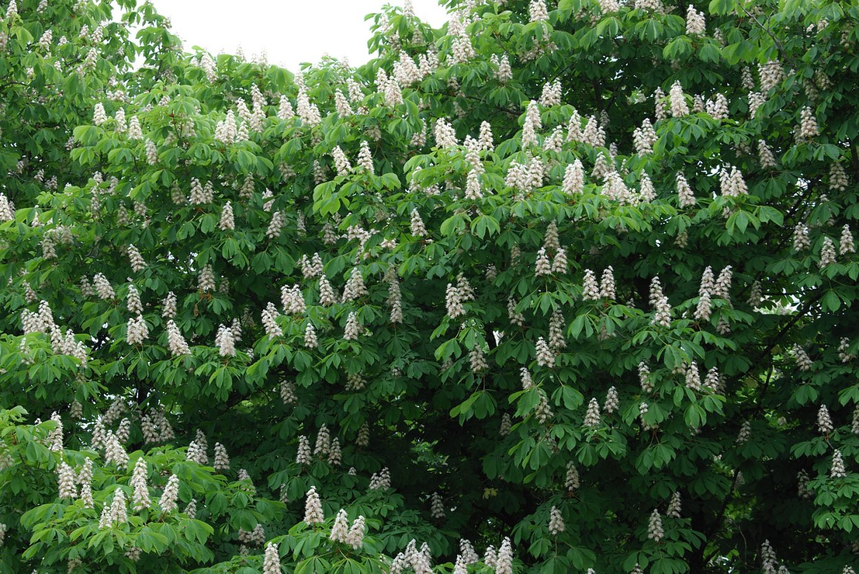 Дерево Сумах оленерогий