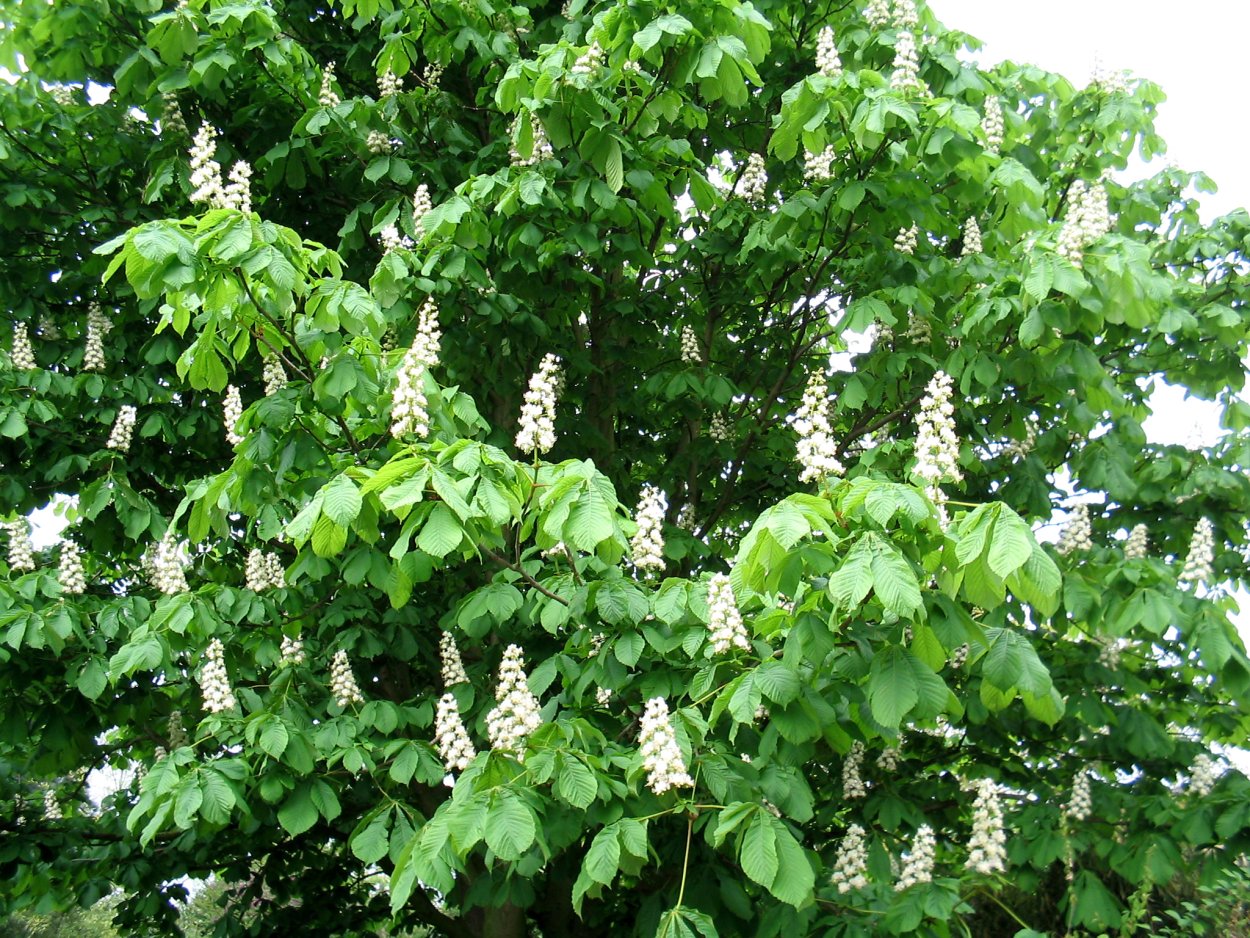 Каштан Сегю