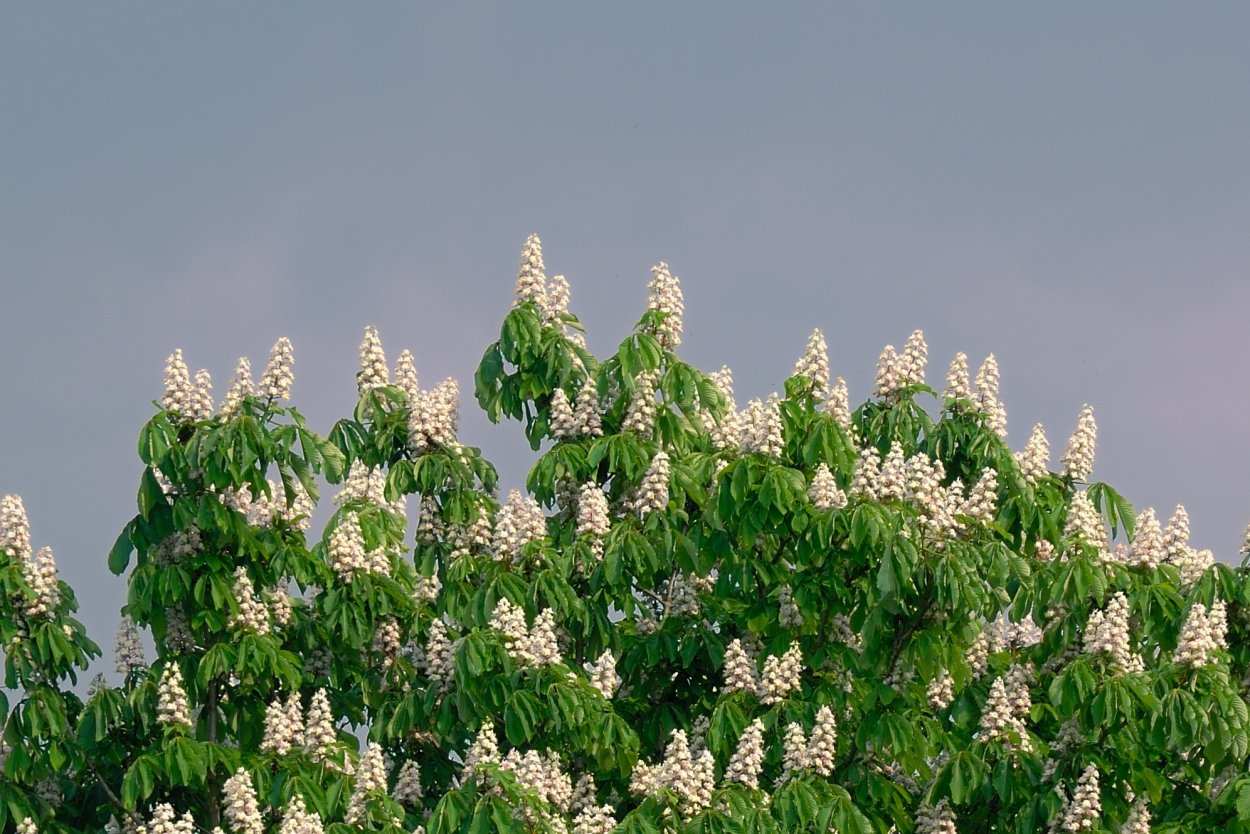 Каштан нецветущий дерево