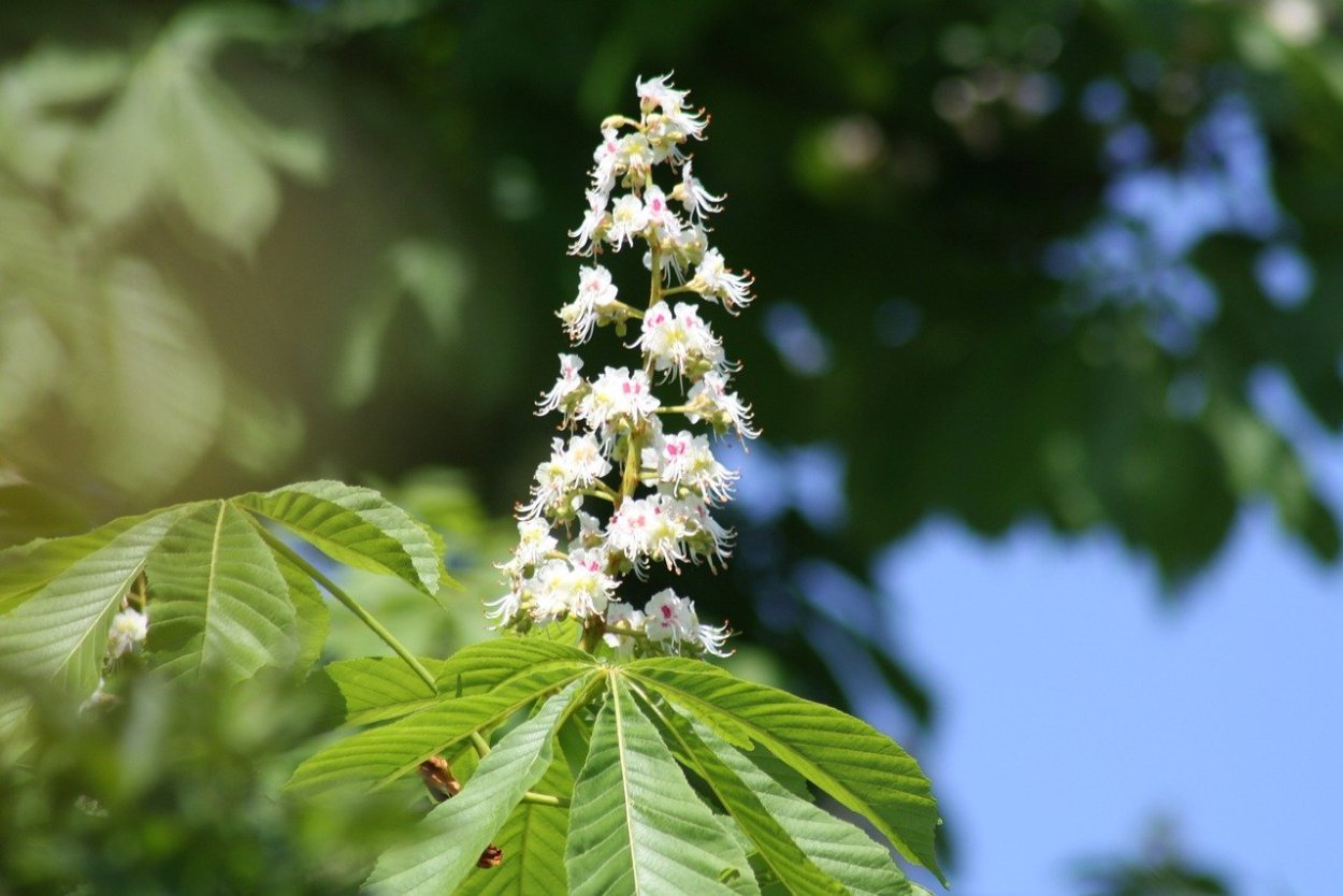 Дерево Сумах оленерогий