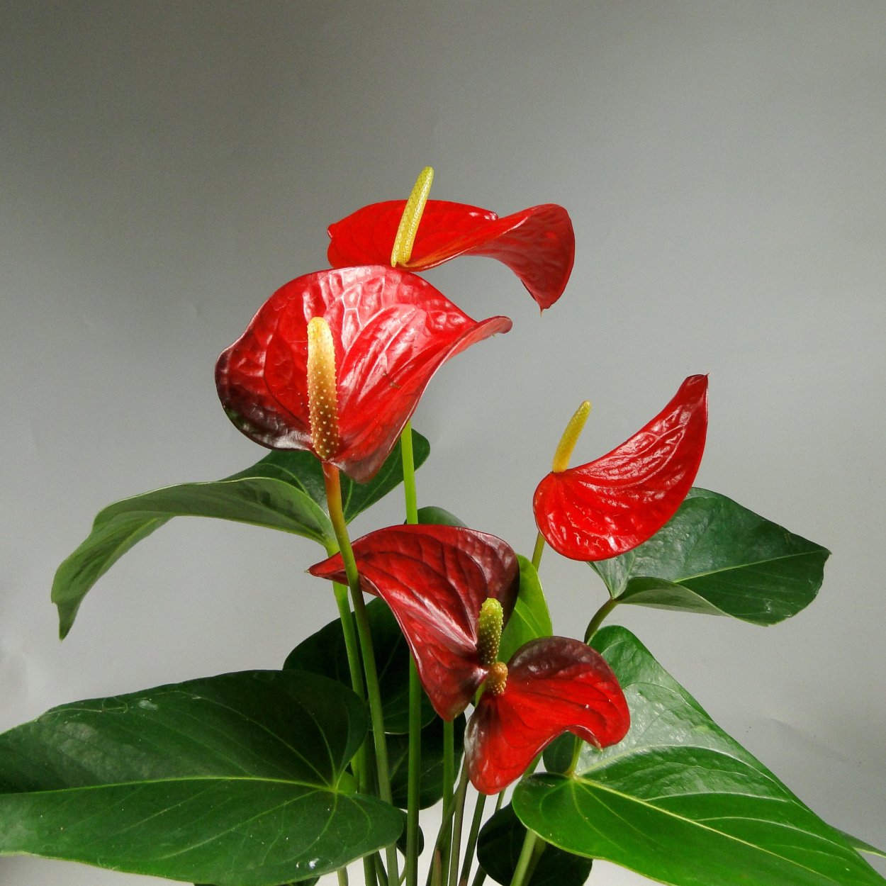 Антуриум антевекс