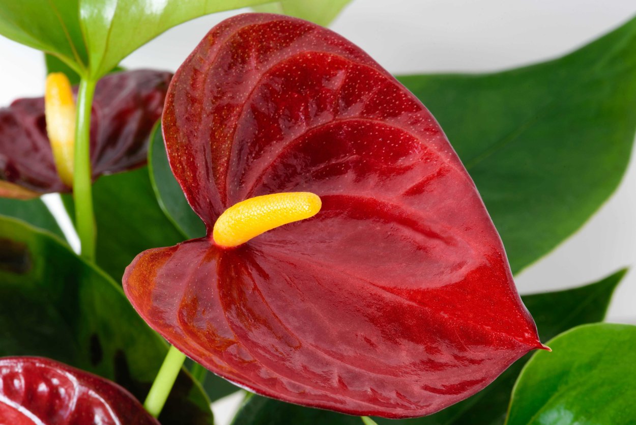 Антуриум Колорадо