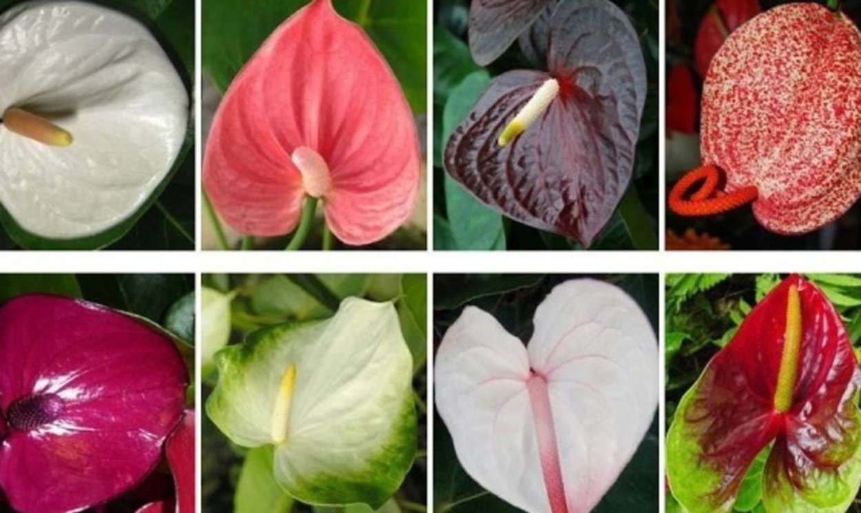 Антуриум Андре фиолетовый