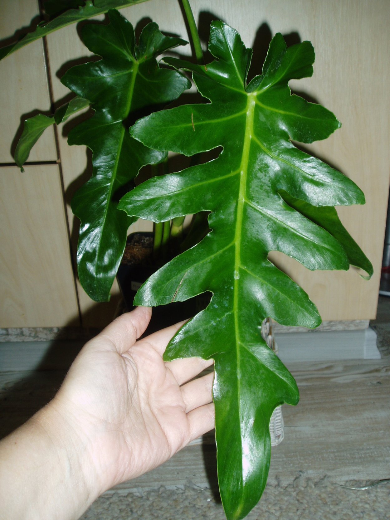 Филодендрон Магнификум