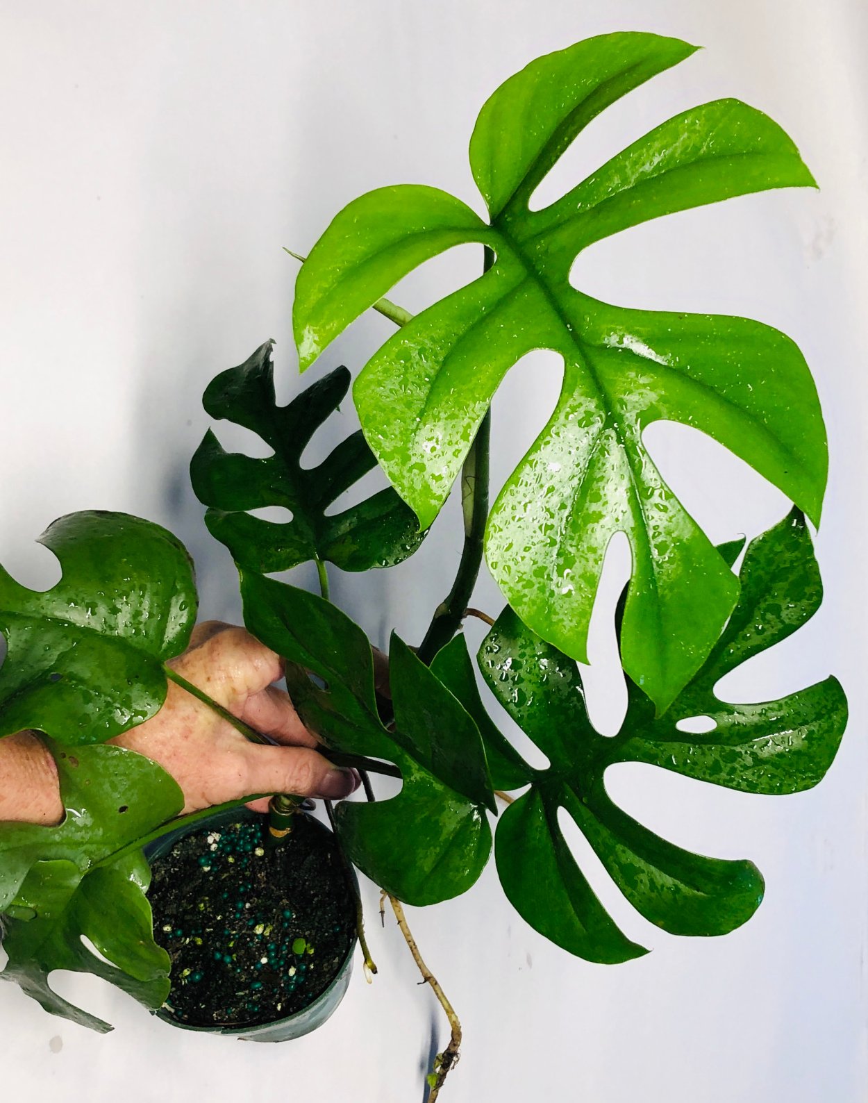 Филодендрон Грин лайм