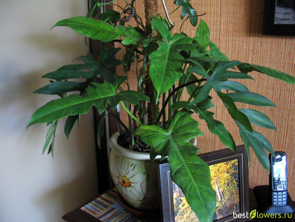 Филодендрон дольчатый размножение