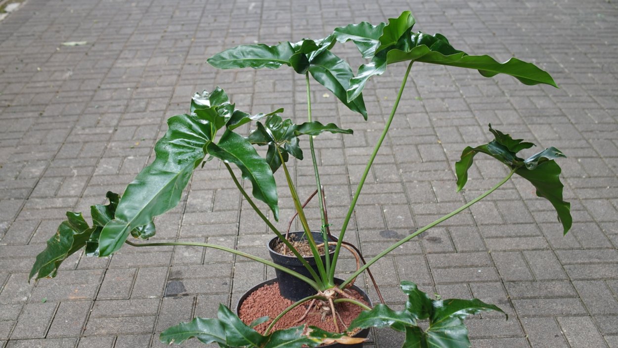 Филодендрон Кассандра