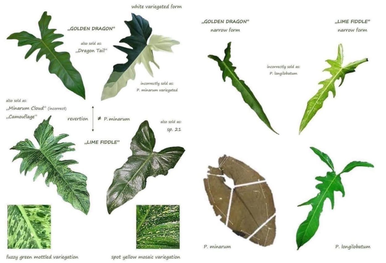 Филодендрон Ксанаду 15