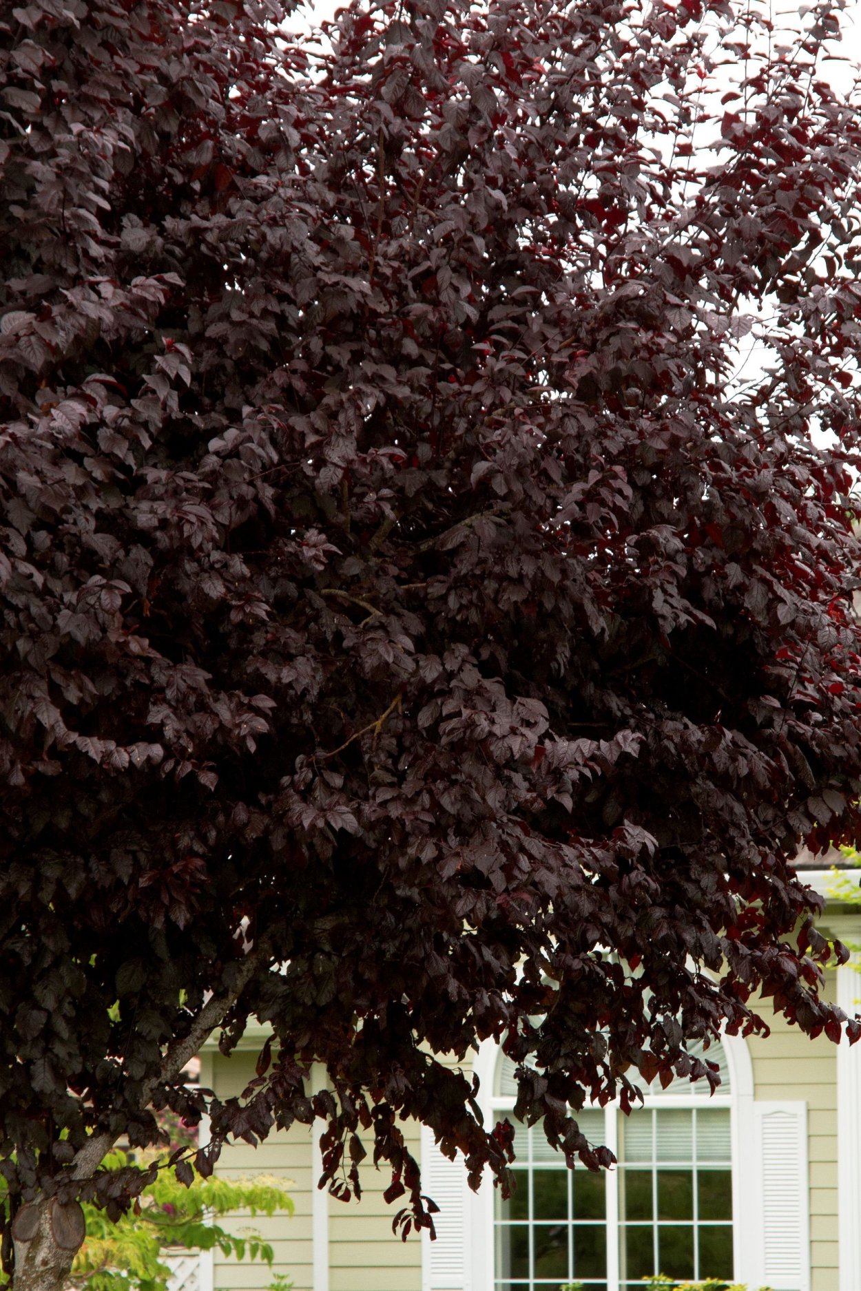 Prunus cerasifera листья