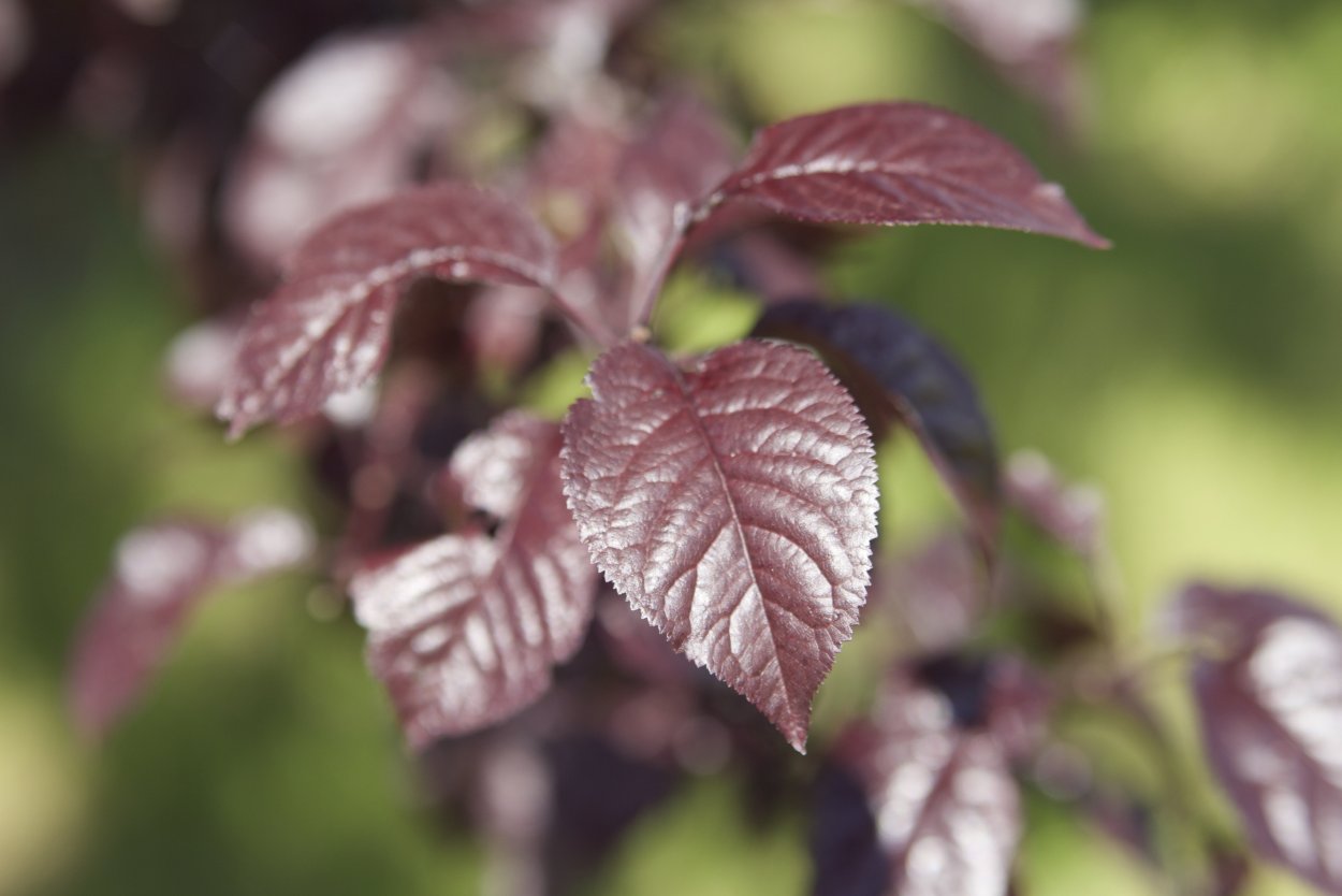 Жимолость с бордовыми листьями