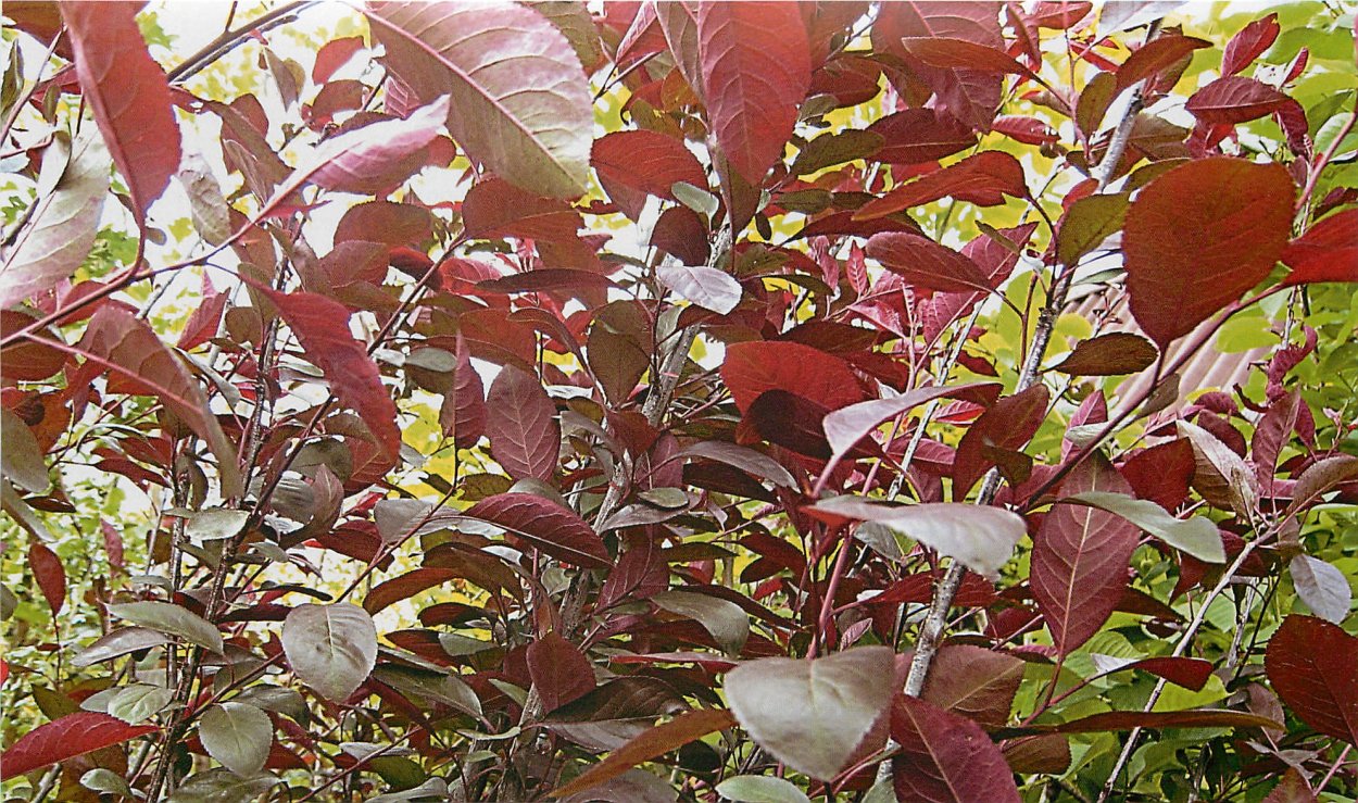 Вишня Максимовича