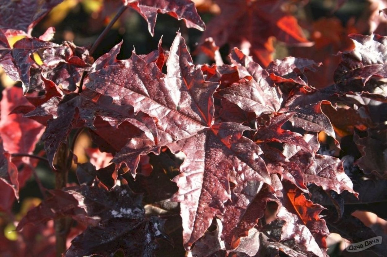 Клен Acer platanoides Purple Globe