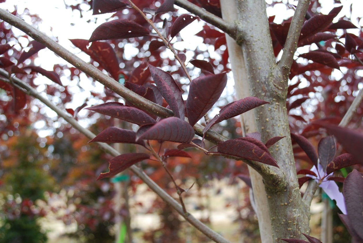 Черемуха виргинская краснолистная