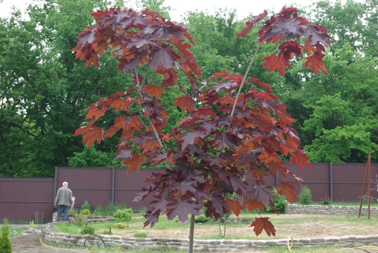 Acer platanoides 'Royal Red'