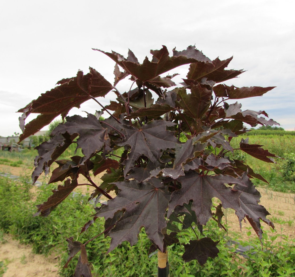 Клен с темно бордовыми листьями