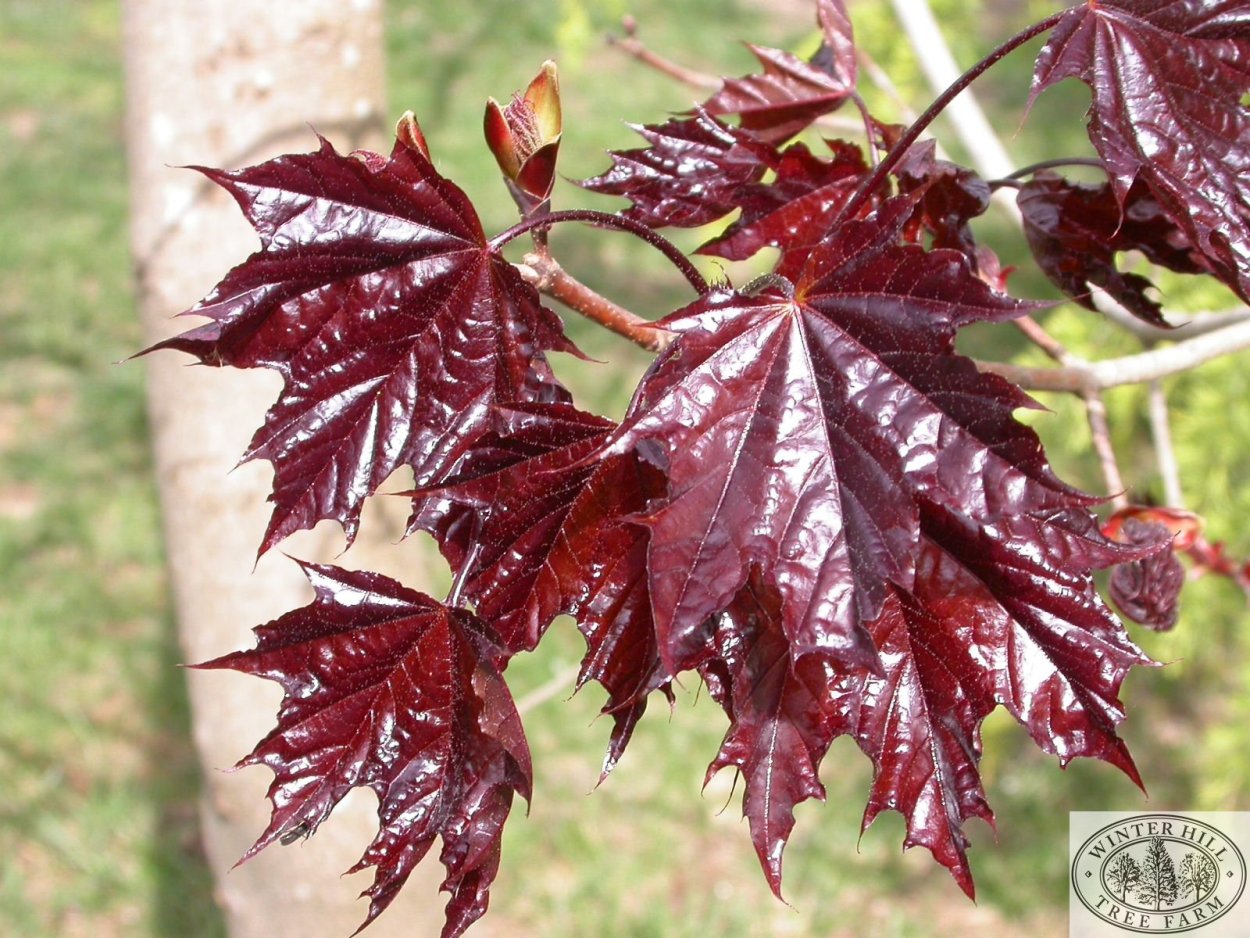 Клен остролистный Кримсон Кинг