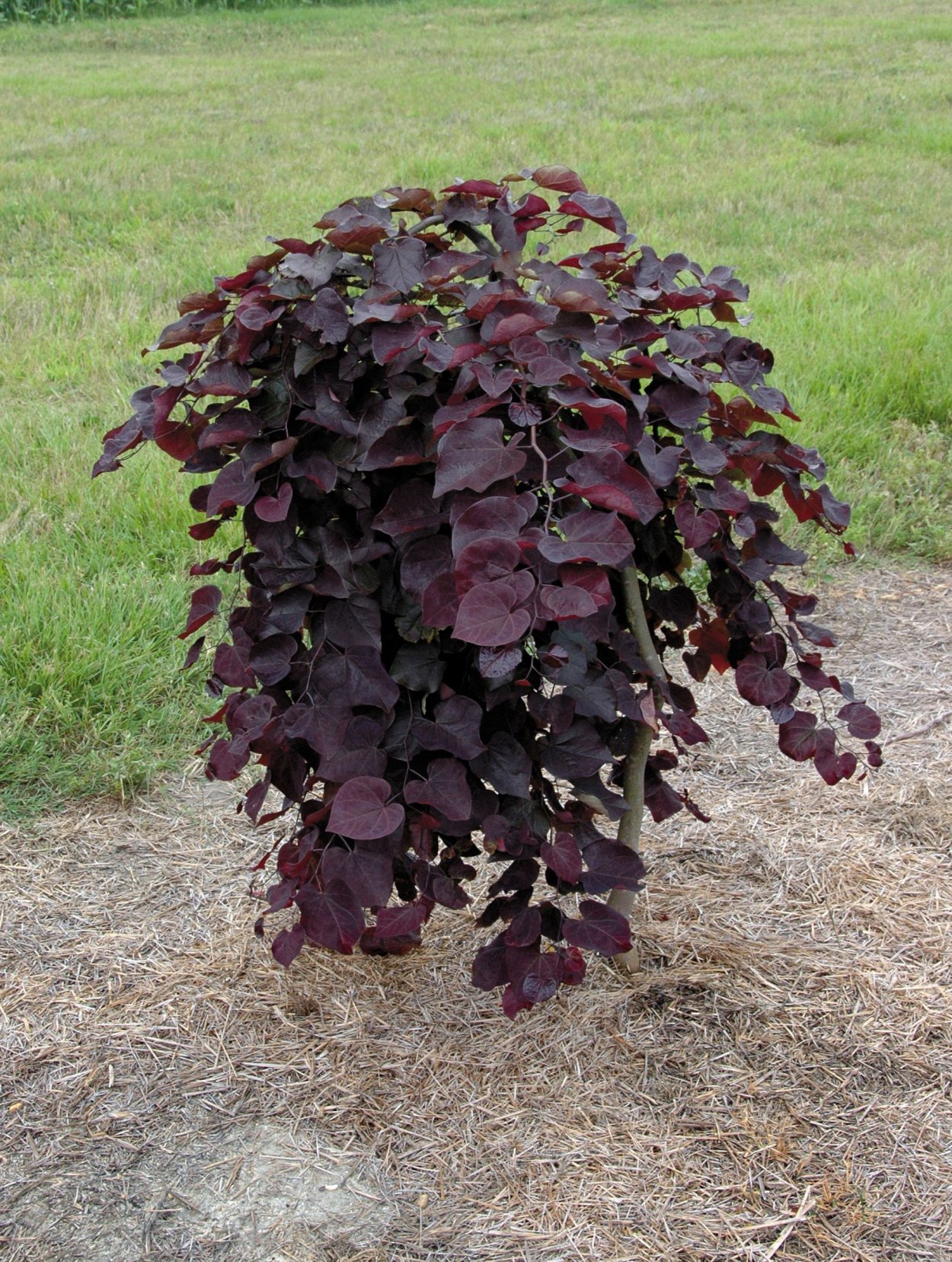 Багряник Канад. Cercis canadensis «Ruby Falls»