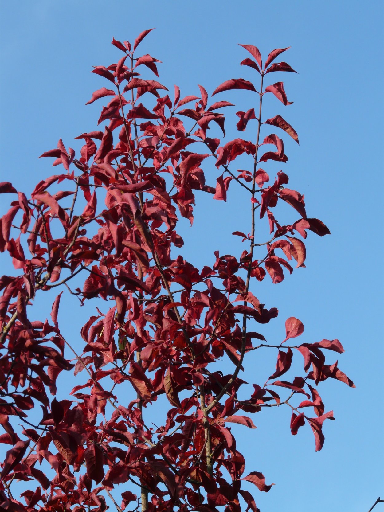 Prunus persica Red Leaf
