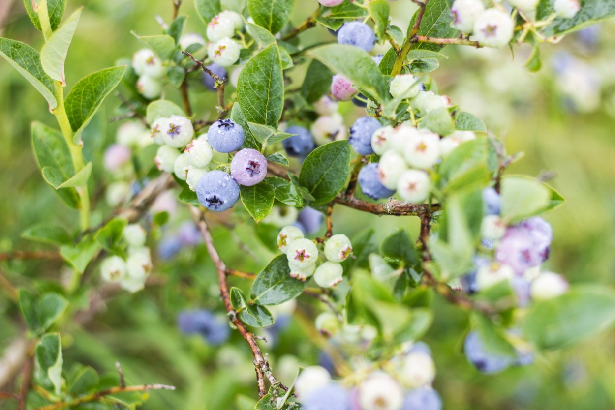 Черника миртолистная