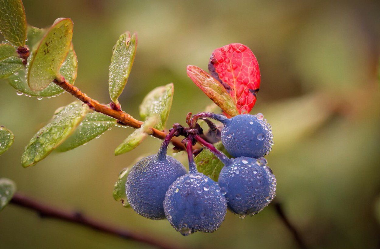 Голубика Бригитта Блю