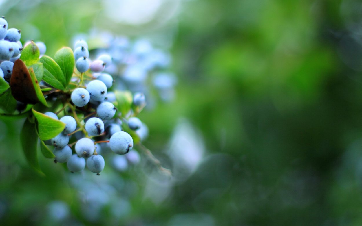 Цветы черники