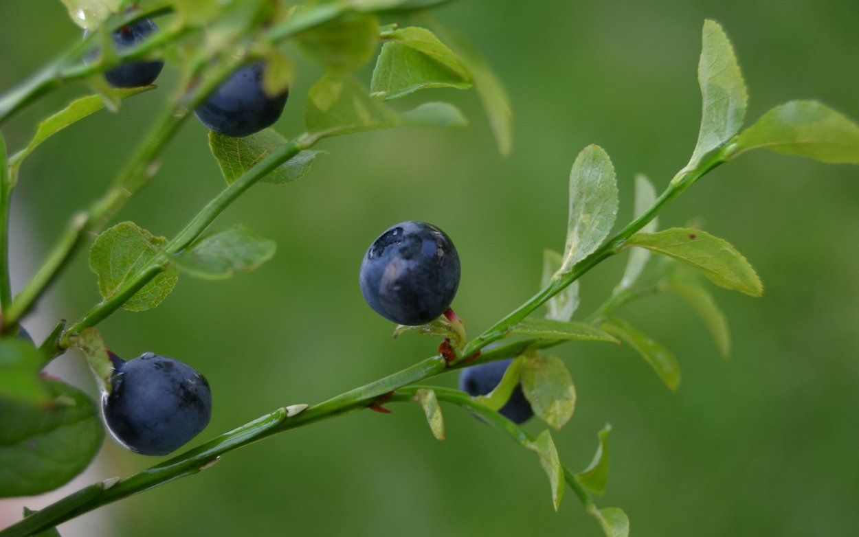 Цветение голубики розовыми цветами