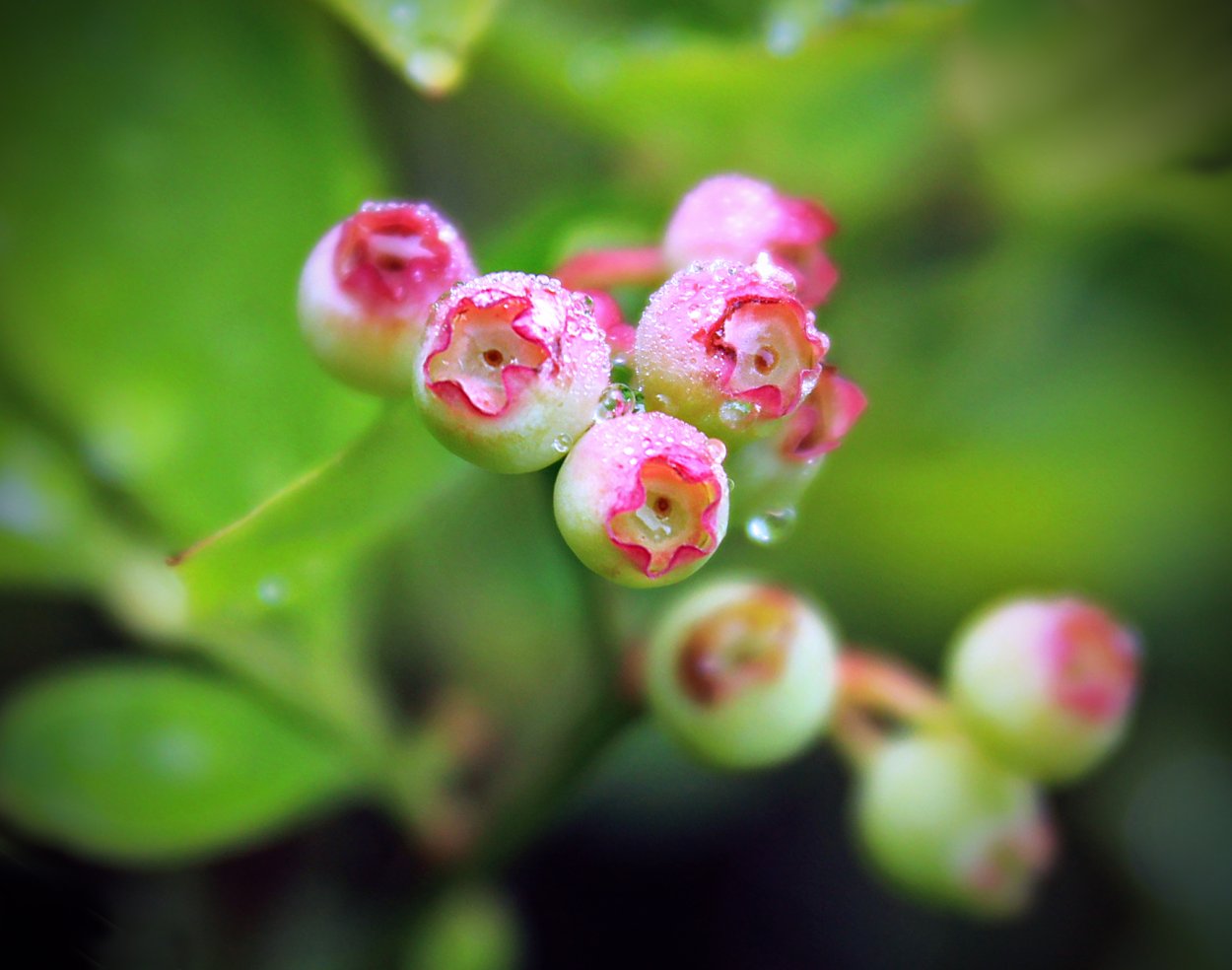 Цветение черники