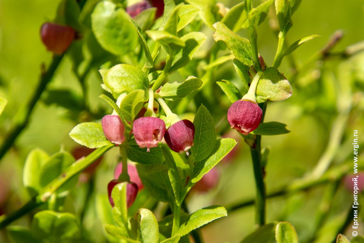 Голубика Лесная гонобобель