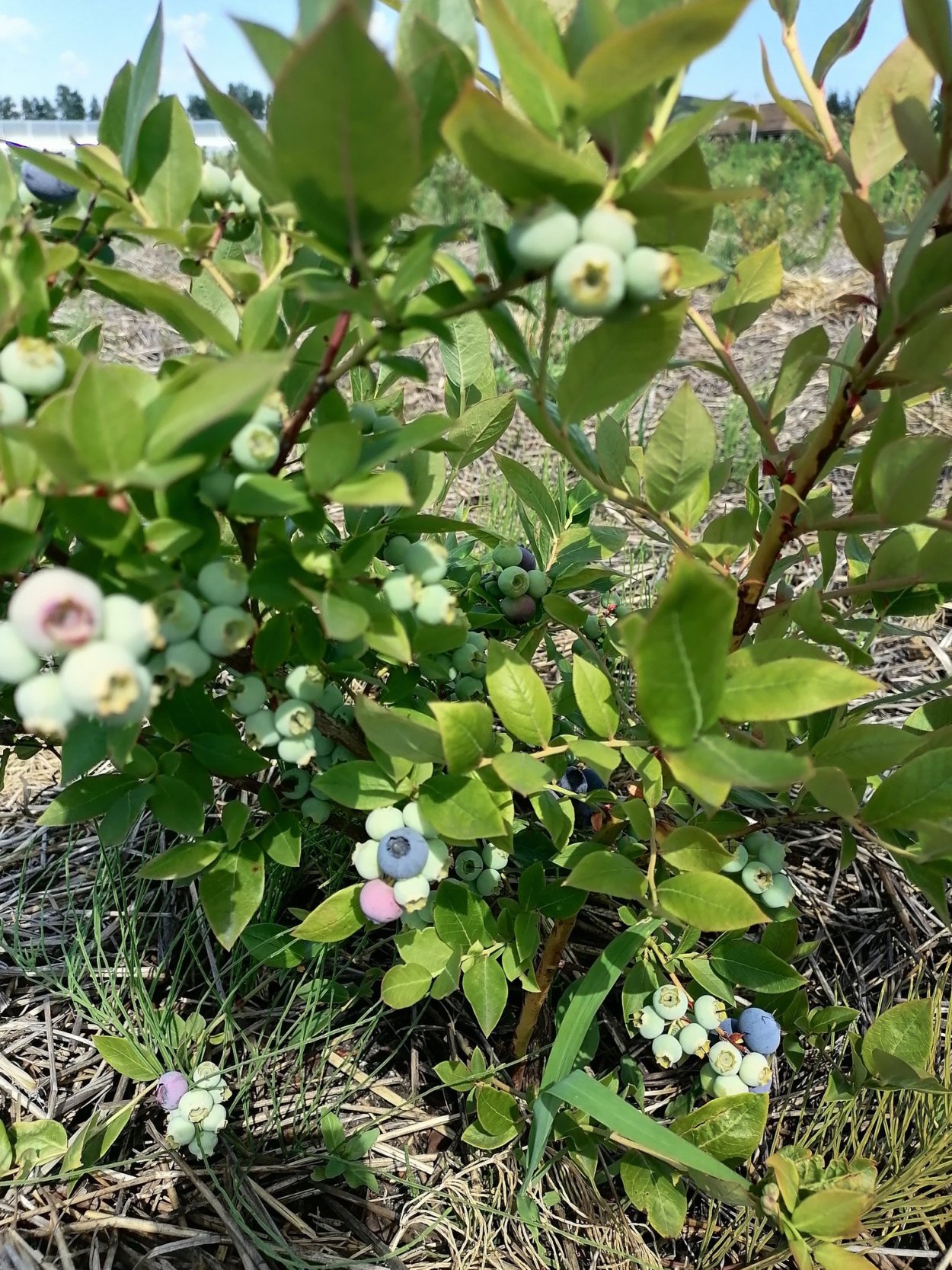 Черника обыкновенная куст