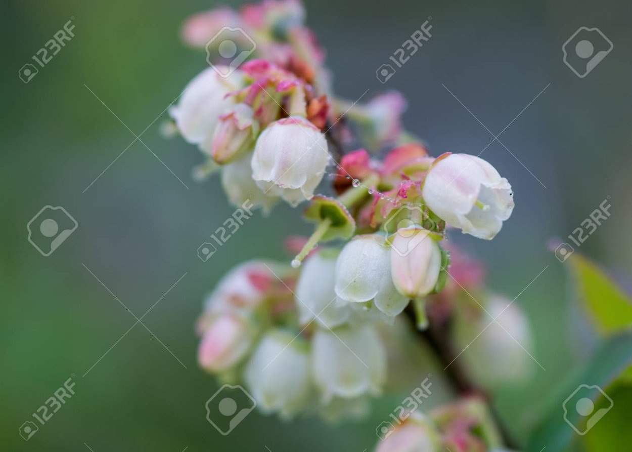 Ирга канадская «Слейт»