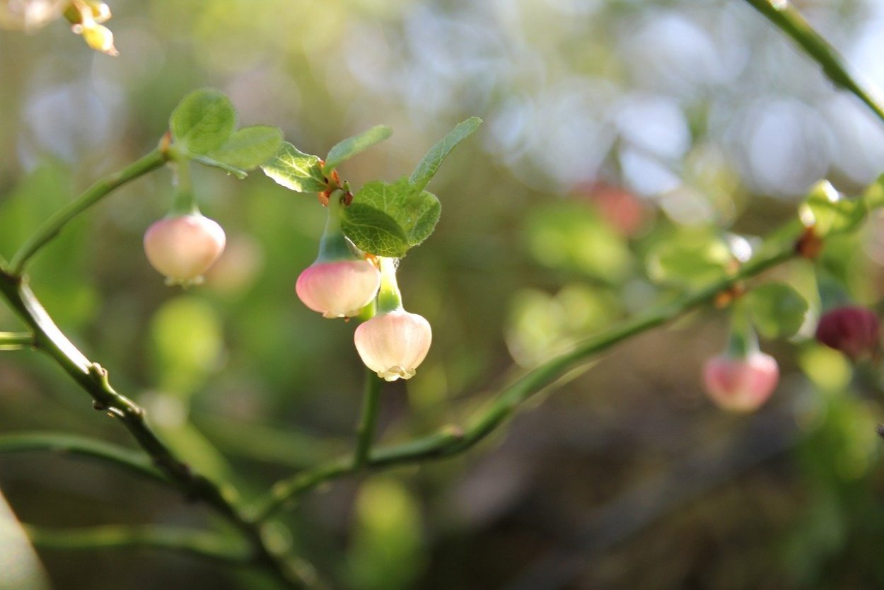 Черника обыкновенная цветение