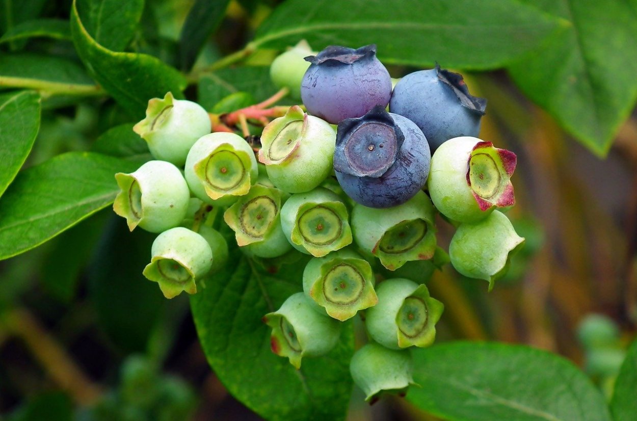Bilberries in nature