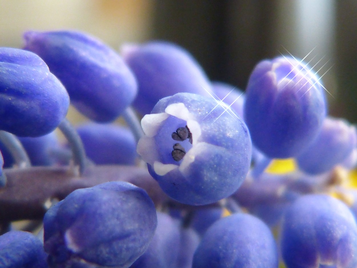 Цветущая черника