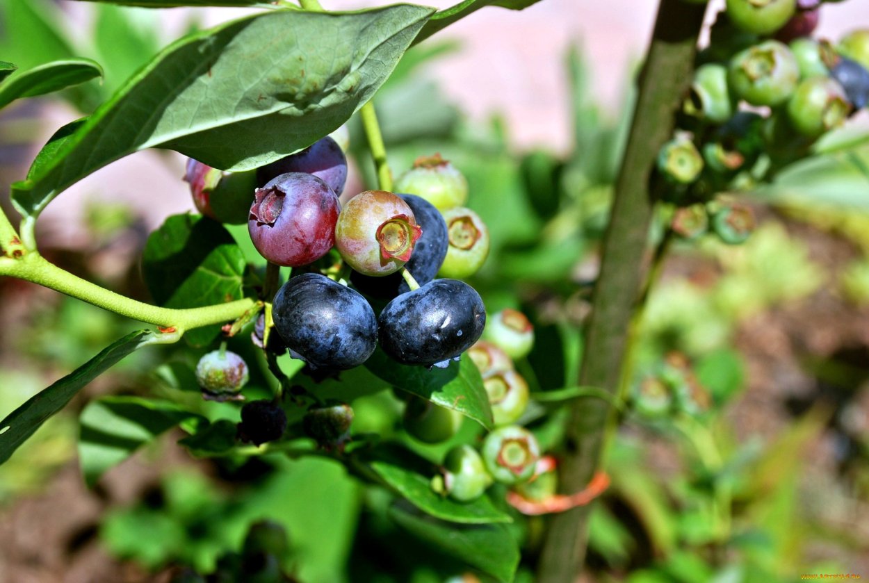 Черника форте куст