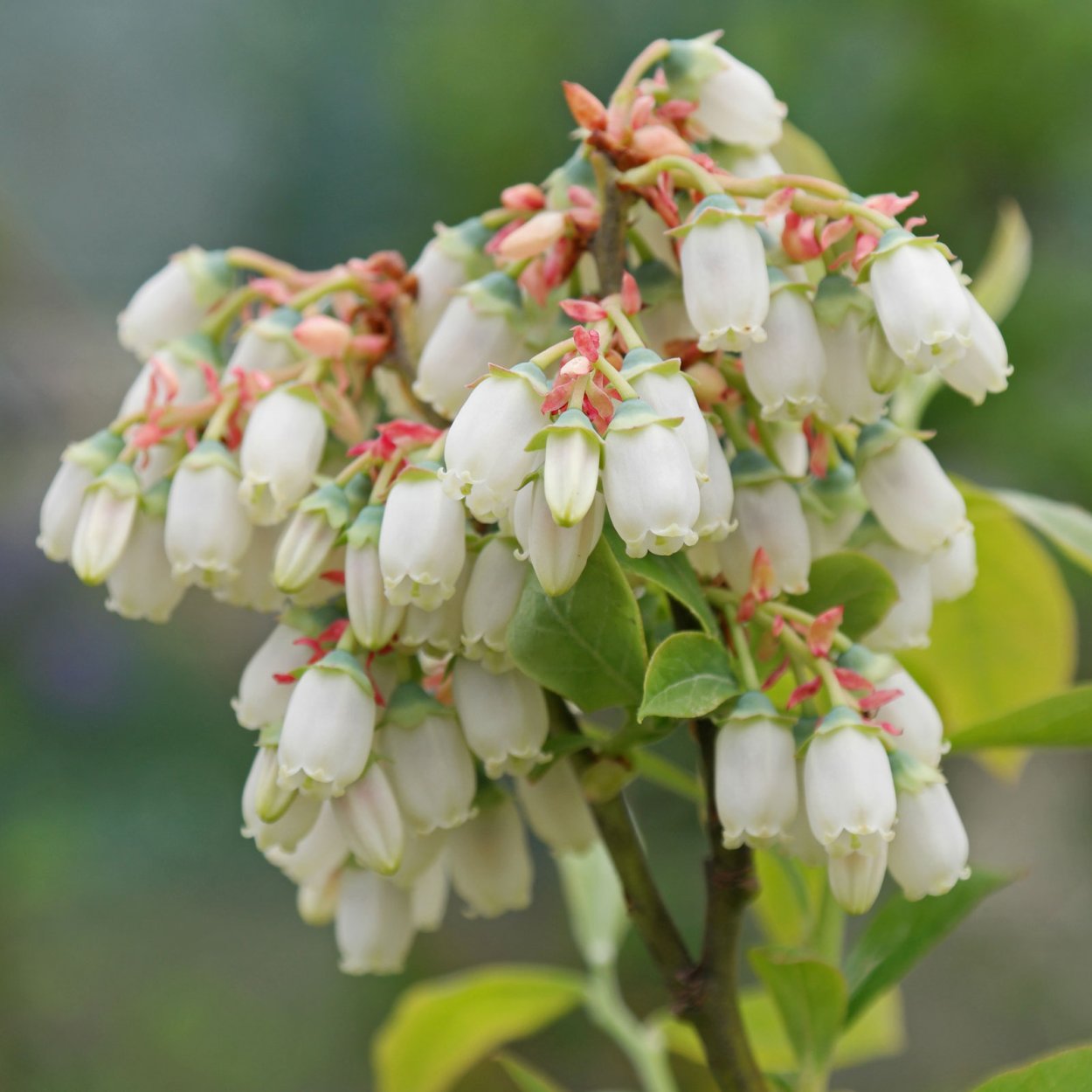 Цветение черники