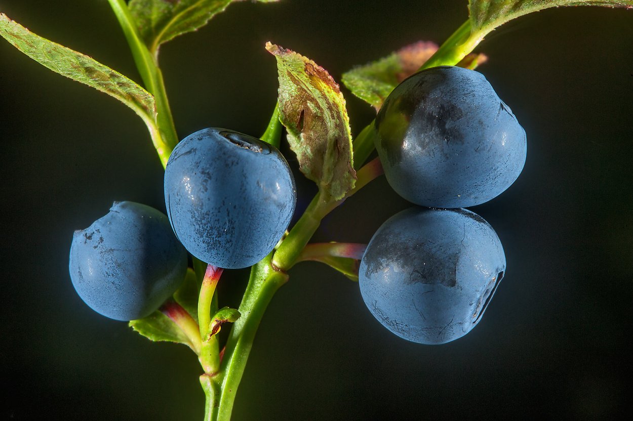 Ягель и ягоды в тундре