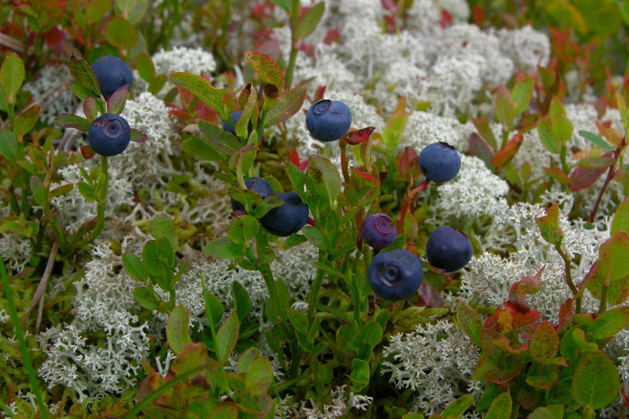 Черника Мурманск