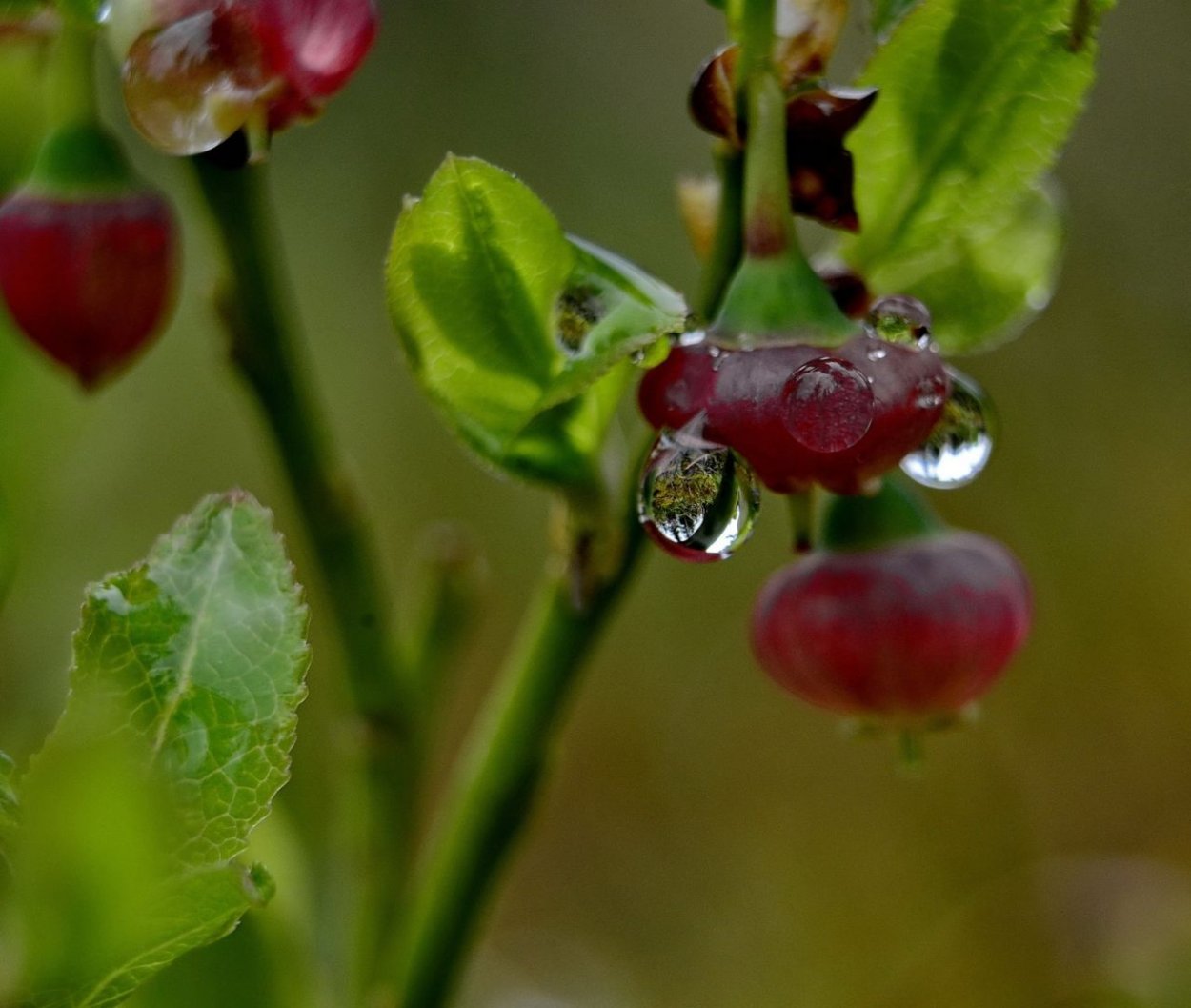 Кустарник ягоды БЛЮБЕРРИ