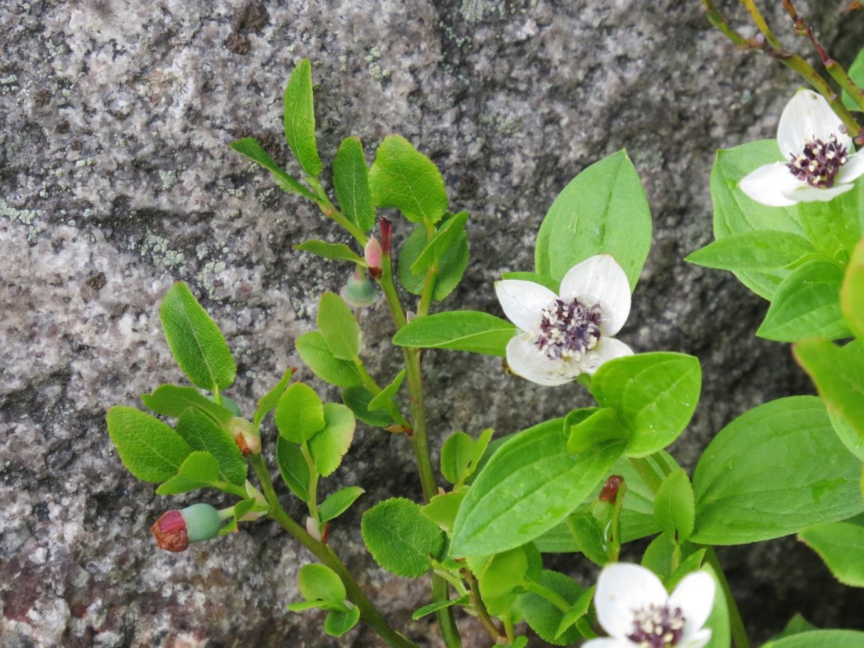 Черника и голубика кустарник