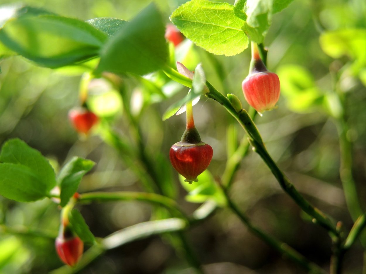 Черника Лесная целительница
