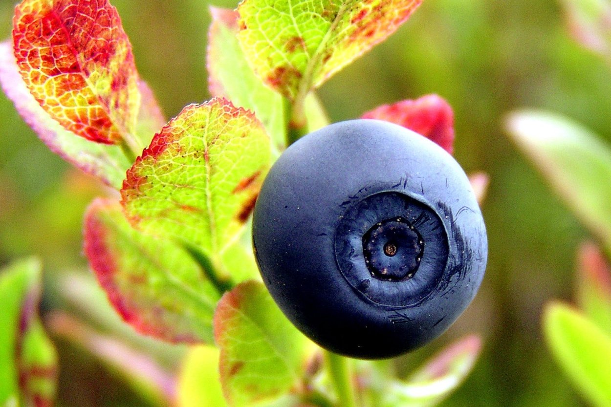 Черника Лесные цветы