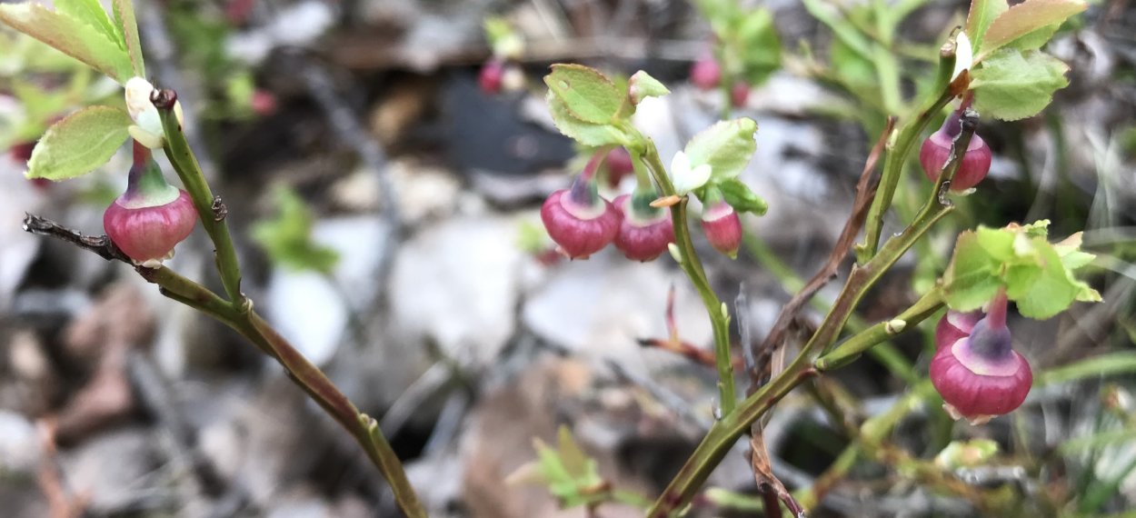 Черника Вакциниум муртилис
