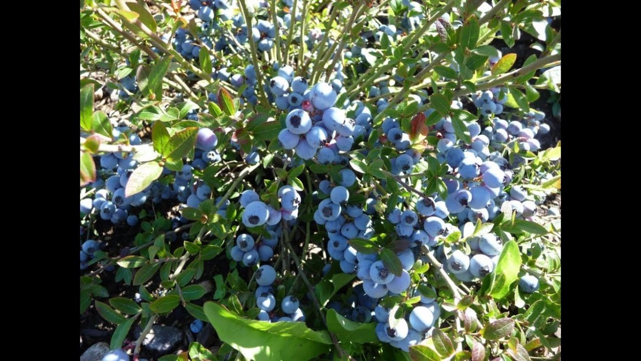 Черника обыкновенная цветение